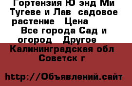 Гортензия Ю энд Ми Тугеве и Лав, садовое растение › Цена ­ 550 - Все города Сад и огород » Другое   . Калининградская обл.,Советск г.